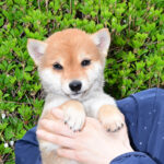 今すぐお飼いになれる若犬･子犬
