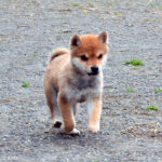 今すぐお飼いになれる若犬･子犬