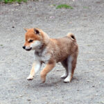 今すぐお飼いになれる若犬･子犬