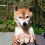 今すぐ飼える成犬