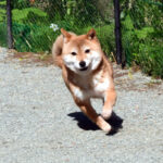 今すぐ飼える成犬