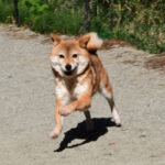 今すぐ飼える成犬