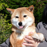 今すぐ飼える成犬