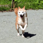 今すぐ飼える成犬