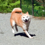 今すぐ飼える成犬