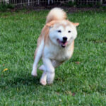 今すぐ飼える成犬