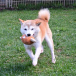 今すぐ飼える成犬