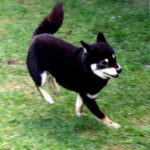 今すぐ飼える成犬