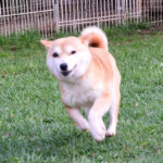 今すぐ飼える成犬