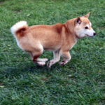 今すぐ飼える成犬