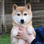 今すぐ飼える成犬