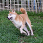 今すぐ飼える成犬