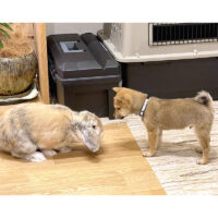 山口の Ｋ様からのお便り～＜母極小豆柴はじめ君＞のお便り