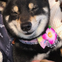 神奈川のＨ様から＜母極小豆柴 桃花ちゃん＞の５歳のお便り