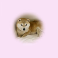 令和5年 4月20日  小豆柴 マキナちゃんが出産しました