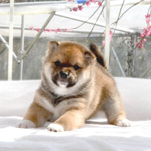母犬 豆柴犬