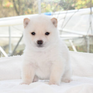 母犬 極小豆柴犬