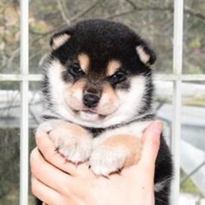 母犬 極小豆柴犬