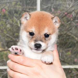 母犬 極小豆柴犬
