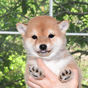 母犬 極小豆柴犬