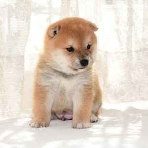 母犬 極小豆柴犬