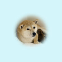 令和5年 3月27日  極小豆柴 フミちゃんが出産しました