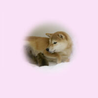 令和5年 3月29日  豆柴 プラムちゃんが出産しました