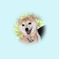 令和5年 4月 6日  極小豆柴 パセリちゃんが出産しました