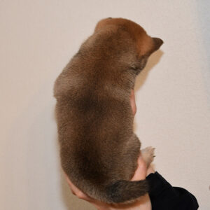 豆柴母犬 子犬