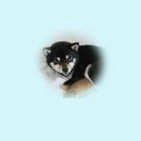 令和5年 4月 9日  極小豆柴 ホナミちゃんが出産しました