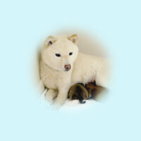 令和5年 4月26日  極小豆柴 ウタエちゃんが出産しました