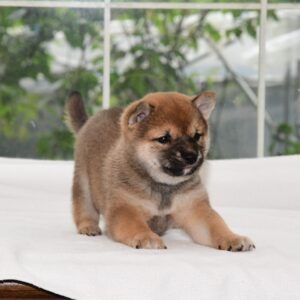 母犬 豆柴犬