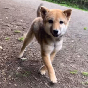 今すぐお飼いになれる若犬･子犬
