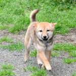 <span class="title">今すぐお飼いになれる若犬 TH-093</span>