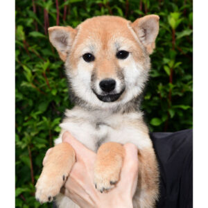 今すぐお飼いになれる若犬･子犬