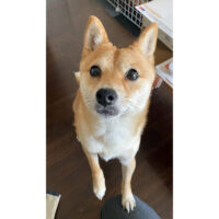 熊本県のＨ様から＜母極小豆柴 まるくん＞のお便り
