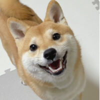 東京のＫ様から＜母極小豆柴 悟くん＞のお便り