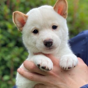 母犬 極小豆柴犬
