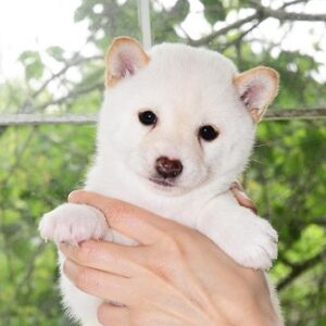 母犬 極小豆柴犬