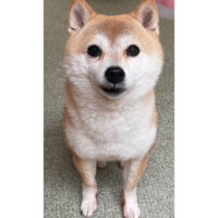 千葉県のＡ様から＜母豆柴 リーちゃん＞の８歳のお便り～
