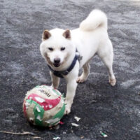 神奈川県の木下様から＜母犬極小豆柴の子 太郎くん＞のお便り～