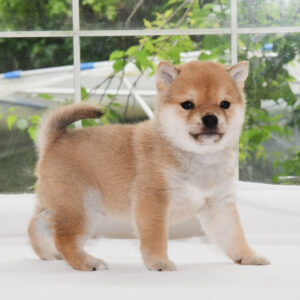 母犬 極小豆柴犬