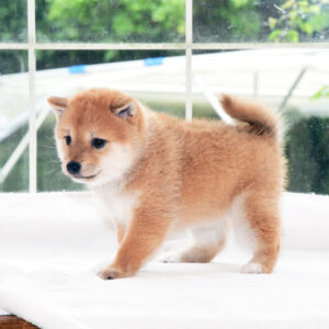母犬 極小豆柴犬