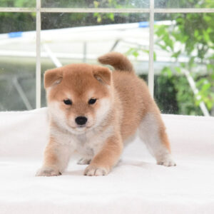 母犬 極小豆柴犬