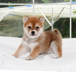 母犬 極小豆柴犬