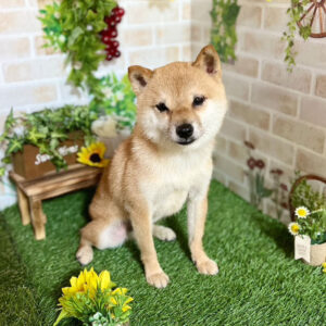 富士野荘 岡山の極小豆柴犬