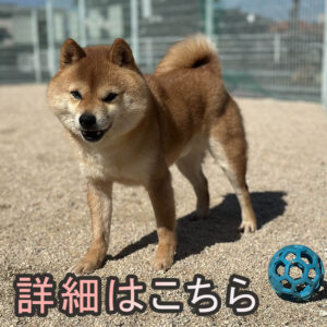 岡山の直ぐお飼いになれる犬
