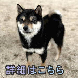 岡山の直ぐお飼いになれる犬