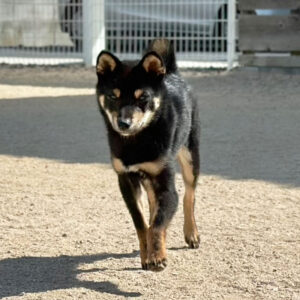 富士野荘 岡山の極小豆柴犬