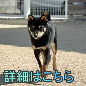 岡山の直ぐお飼いになれる犬